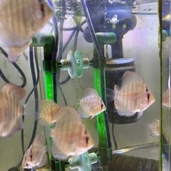 自家産ディスカス　国産ディスカス　虫喰いの画像