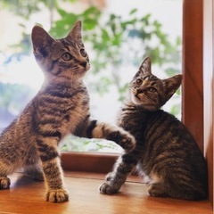 【里親さんが決まりました】キジトラ子猫兄弟の里親さんを募集しています