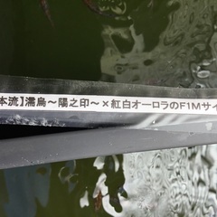 濡烏〜陽之院〜×紅白オーロラ　若魚15匹位