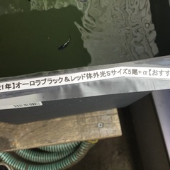 オーロラブラック&レッド体外光　20匹くらい