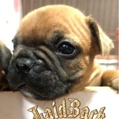 フレンチブルドック　ご予約開始‼️