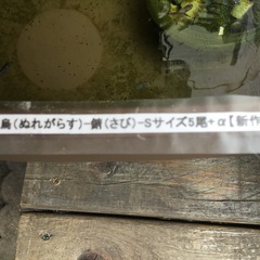 濡烏(ぬれからす) 錆(さび) 20匹くらい