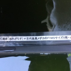 濡烏(ぬれからす)×古代魚風メダカ　16匹くらい