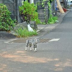 ✨フリーランスチーム✨stray  cat's😺