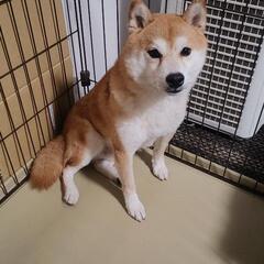 柴犬　代理です。