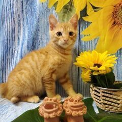 イケメン茶トラ男の子 シッポまっすぐ 人馴れしてます
