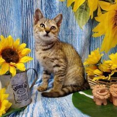 綺麗な麦わら模様の子猫  女の子2ヶ月 尾もまっすぐ