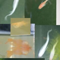 ♥️極上メダカ♥️卵10粒+α♥️孵化から稚魚まで飼育可能セット♥️