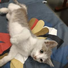 里親募集です！　保護猫　捨て猫