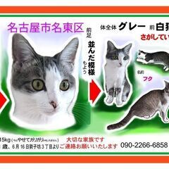 グレー白のフクちゃん。脱走させてしまいました。大切な家族です。