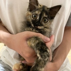 ★里親様決定★　長毛サビちゃん★わさびちゃん★3ヶ月 - 尼崎市