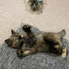 ★里親様決定★　長毛サビちゃん★わさびちゃん★3ヶ月 - 猫