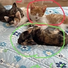 可愛い生後1ヶ月の健康的な子猫ちゃん兄妹🐱💓