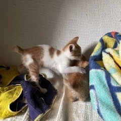 最後まで大切つに育ててくれる方募集