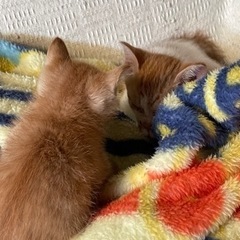最後まで大切つに育ててくれる方 - 里親募集