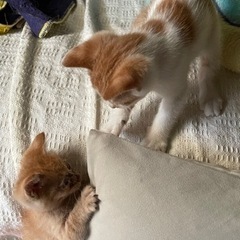 最後まで大切つに育ててくれる方 − 福岡県