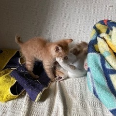 最後まで大切つに育ててくれる方 - 猫