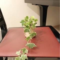 観葉植物　へデラヘリックス・グレーシャー（アイビー）④　26cm...