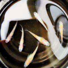 7月2日！！メダカ販売します✨の画像