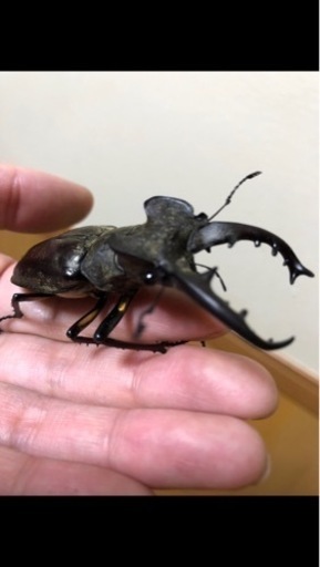 ミヤマクワガタ１０PA 取り引き