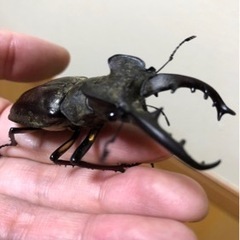 ミヤマクワガタ１０PA 取り引き