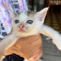 2匹のチビ猫ちゃん兄妹※近所で直接里親さん決まりました。