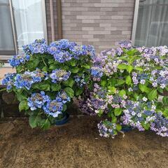 紫陽花の挿し穂