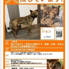 迷子犬を探しています！　