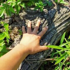 原本 2～3ヶ月前伐採しましたの画像