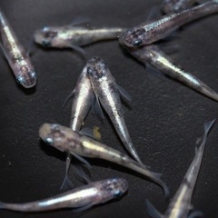 カブキメダカの針子（稚魚）20匹🐟オマケ付き♪の画像