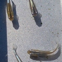 カブキメダカの針子（稚魚）20匹🐟オマケ付き♪の画像