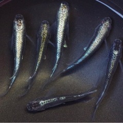 カブキメダカの針子（稚魚）20匹🐟オマケ付き♪の画像