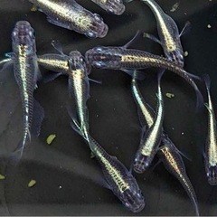 カブキメダカの針子（稚魚）20匹🐟オマケ付き♪