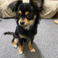 チワワ♀1歳