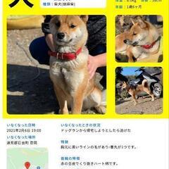 愛犬がいなくなりもうすぐ1年5ヶ月…