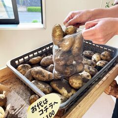 ７月１日（金）２日（土）10時〜17時 ［採れたて！じゃがいも詰...