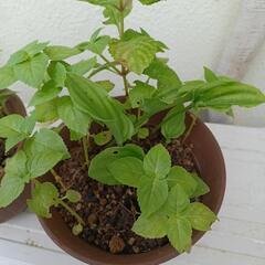 植物🌵ドリミオプシス