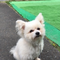 ミックス犬里親募集