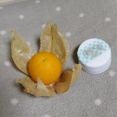 食用ほおずきの苗の画像