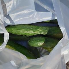 採れたて野菜！
