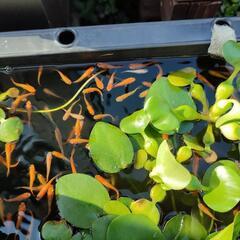 メダカ、水草あげます。