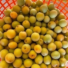 今年ラスト　南高梅