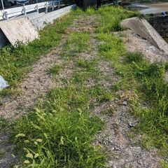 庭に果樹を植えようと思います、誰か果樹を売ってもらえるか下さい