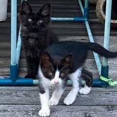 生後1.2ヶ月の子猫