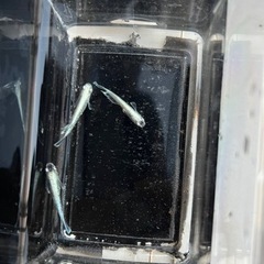 (受付終了)マリアージュ  2ペア ➕αの画像