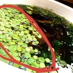 ドワーフフロッグビット10株（水草）の画像