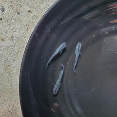 メダカ稚魚の画像