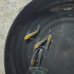 メダカ稚魚の画像