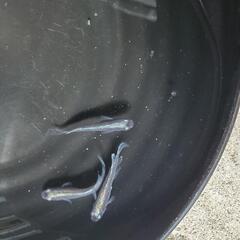 メダカ稚魚の画像