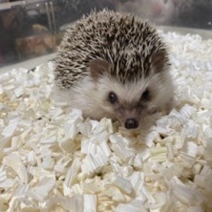 おっとりハリネズミ🦔